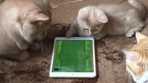 Cats and tablet