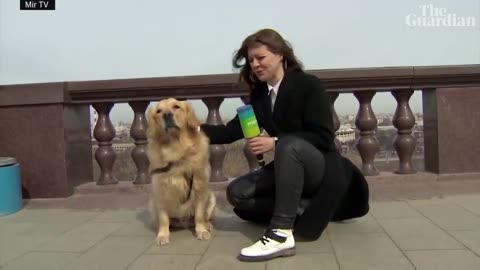 0:02 / 0:33 Dog interrupts live weather report in Moscow borrowing journalist's microphone