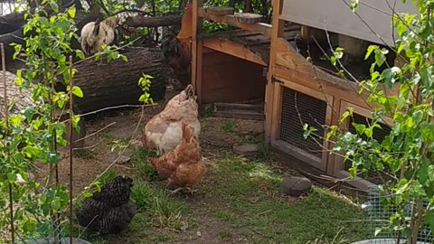 Luna crows like a rooster!!! 🤣🐕🐓 This will make you laugh 🤣🍄