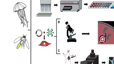 Luciferase-Modified Magnetic Nanoparticles in Medical Imaging
