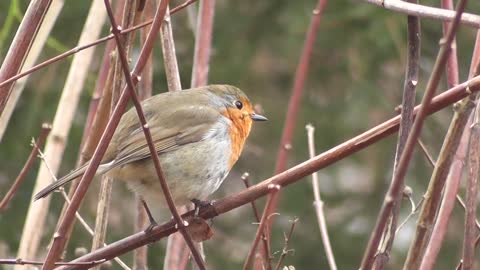 Beautiful Bird