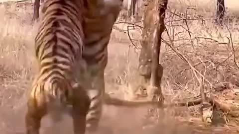 Fierce fight between two tigers.