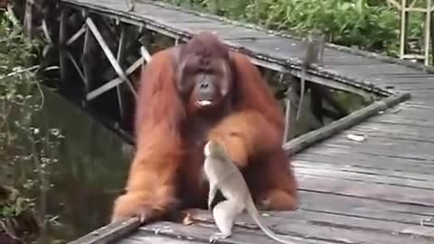 Monkey try to steal the banana on orangutan mouth.🤣🤣