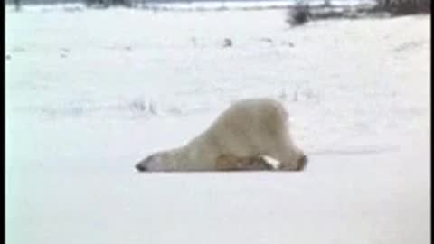 Fat polar bear! Super cute polar bear playing mopping on the ice