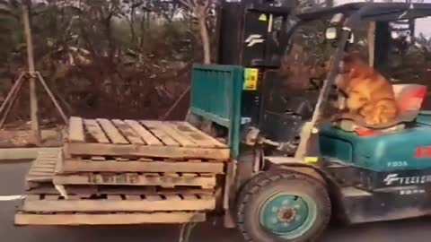 A dog driving a forklift