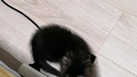 Kitten plays with tail