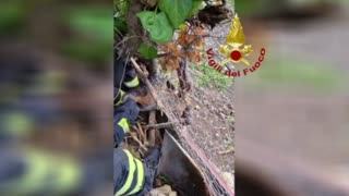 SET FUR-EE: Italian Firemen Rescue Fox Stuck In A Wired Fence