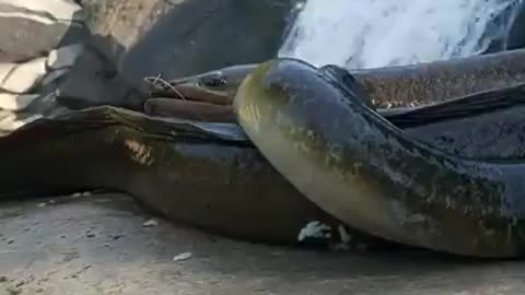 The fisherman catches huge Eels fish