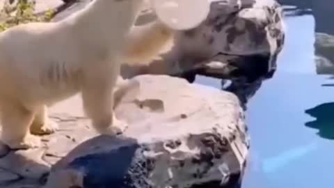 Polar bears amuse themselves