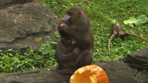 Disney’s Animal Kingdom Celebrates Halloween With Pumpkins