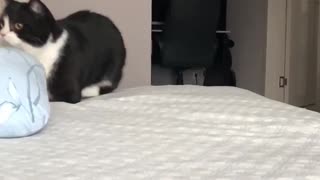 Super adorable slow-mo cats run