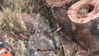 Man Accidentally Kills Snake While Cutting Firewood