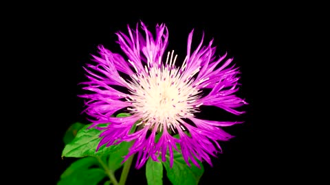 Purple flower with white center blooming