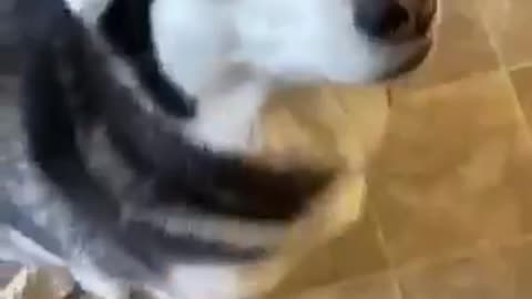 Guilty Husky Tries To Blame Other Dog