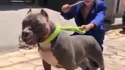 American Pitbull dog fight