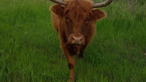 Friendly cows come face to face for treats