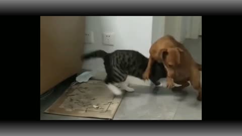 Funny cat and dog's video