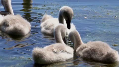 Swan birds