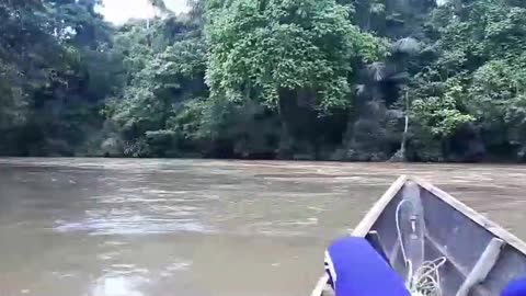 Relaxing deep in the forests of Borneo