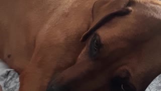 Brown dog lies in bed and howls at owner
