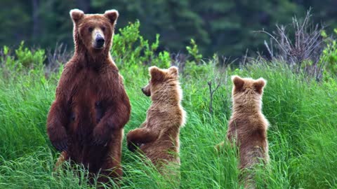 Bear awareness training