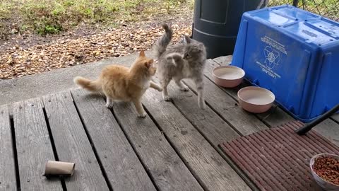 Stray Kitties 02 08 2022