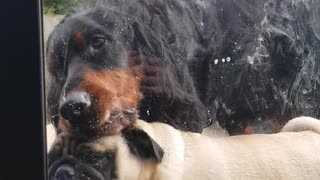 Pair Of Silly Dogs Can't Stop Licking Window
