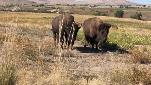 Two Bison at Bison Range, Montana
