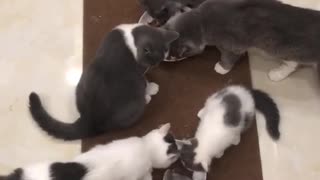 greedy cat