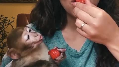 cute baby monkey eating cherries with human