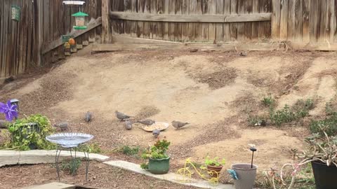 Mourning Doves having dinner