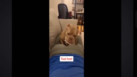 Funny Clips of Dog