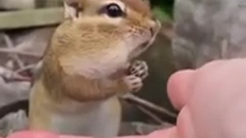 The cutest squirrel