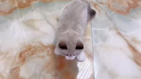 Kitten performs psychedelic dance moves on smooth ground