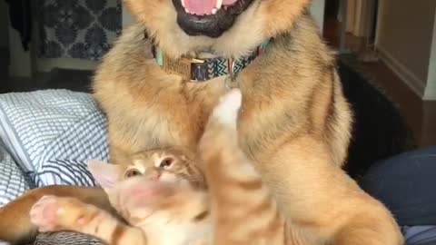 Kitten Loves To Tangle With Dog's Tail