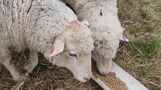 Feeding them sheep