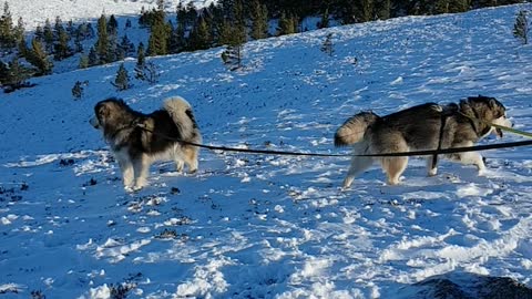 Snow Dogs