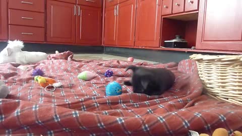 Cutest Puppy plays with ball, must see!
