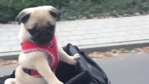 Pug puppy goes for super cute bike ride