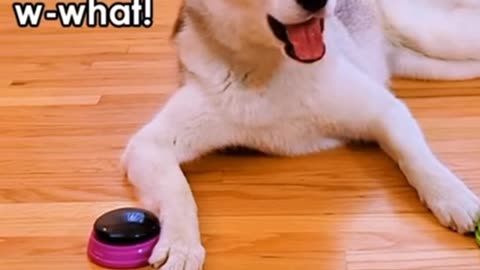 Dog answer a question using buttons