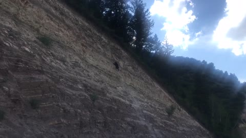 Black Bear Attempts Vertical Rock Wall Climb