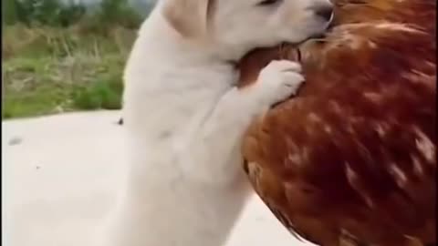 Best funny animals videos 2022 😂 funniest cats and dogs