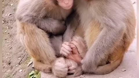 Monkey sleeping with their family