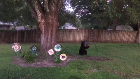 Bird Feeding Bear