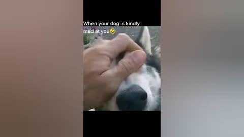 DOGS CAM Priceless Reactions😂#2 Try Not To Laugh🤣🤣//Funny Dogs/