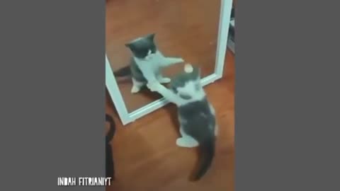 cute cat behavior in front of the mirror looking at himself