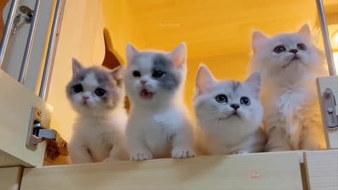 Baby Cats - Cute and Funny Cat Videos