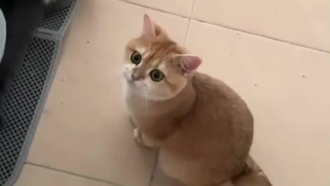 very beautiful cat sound