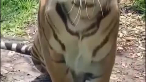 Tiger meow🤣😂