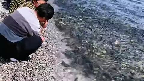 Wow! Viral fish video